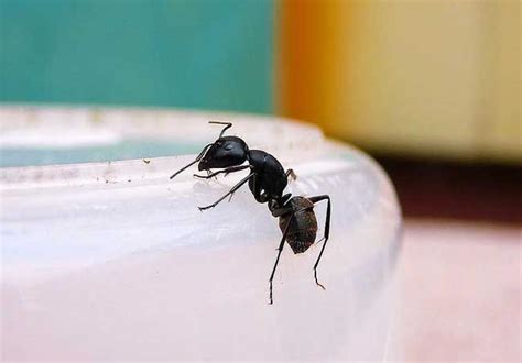 家裡 螞蟻很多 臘月是幾月